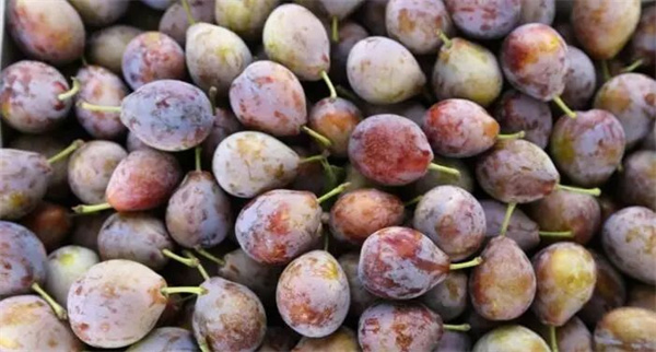 1721360974399627.jpg 圖6.jpg