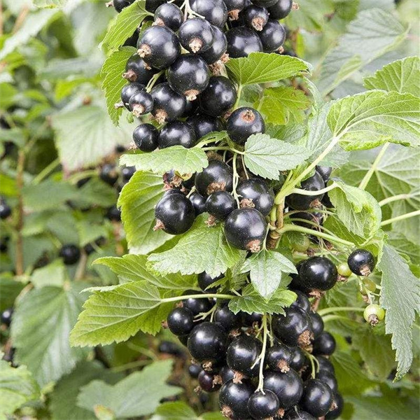 1722823875270111.jpg 圖2.jpg