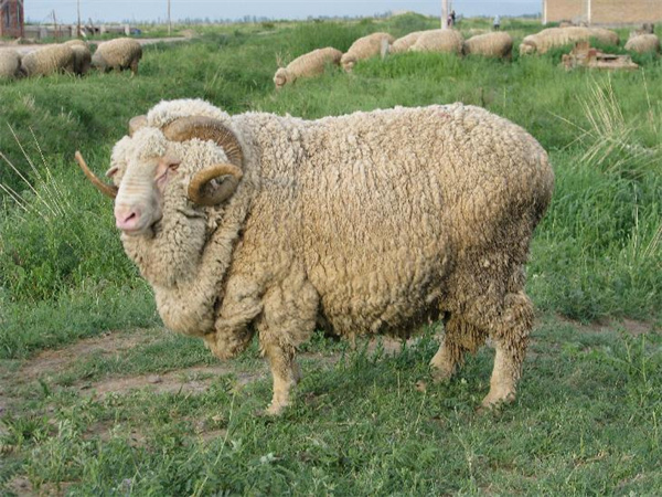 圖3 美利奴羊.jpg