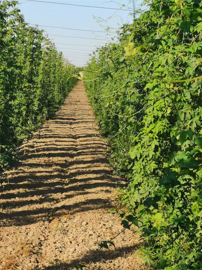 1757667144396421.jpg 圖5.jpg